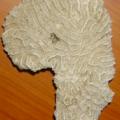 A piece of coral I found on a beach in Costa Rica. I went there to visit Remco in 2000. We had a blast. I got my Padi there! The coral is shaped like Africa which was on the other side of the same ocean.